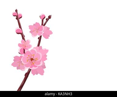 Branch with delicate flowers and cherry buds. Sakura. isolated on white background without a mesh and gradient. illustration Stock Vector
