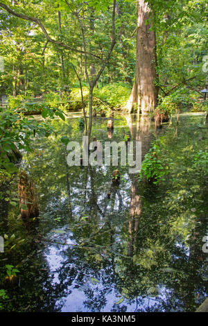 Cypress swamp preserve on the edge of Greenville, Mississippi.  The beautiful trees and cypress knees are reflected in the sill water. Stock Photo