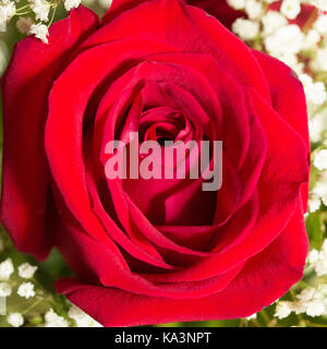 The perfect red rose in a beautiful bouquet of flowers. Stock Photo