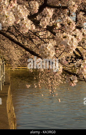 Cherry Blossoms along the Reflecting Pool in Washington, DC. Evening light Stock Photo