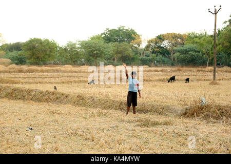 boy playing on the filed in sunset. Stock Photo