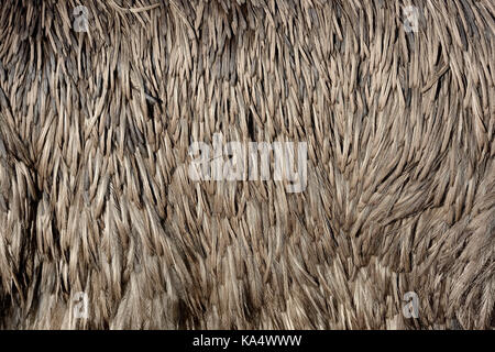 Close up view of the feathers texture of a ostrich Stock Photo