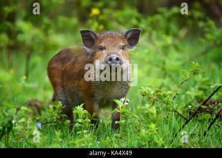 Wild boar on the forest in summer time Stock Photo