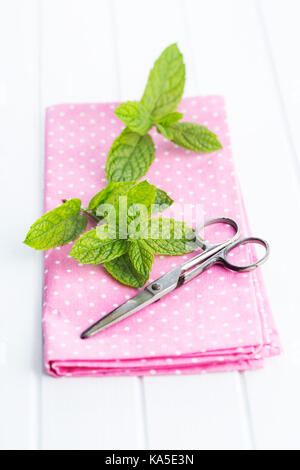 Branch mint leaves on pink napkin and scissors. Stock Photo