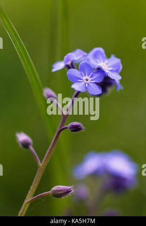 Close up on blue flowers Stock Photo