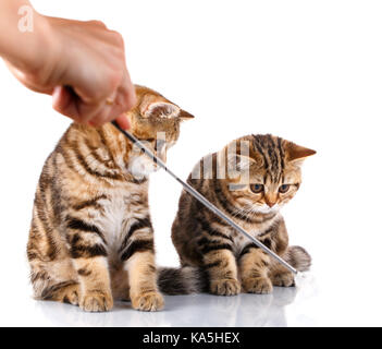 two striped kittens on white background Stock Photo