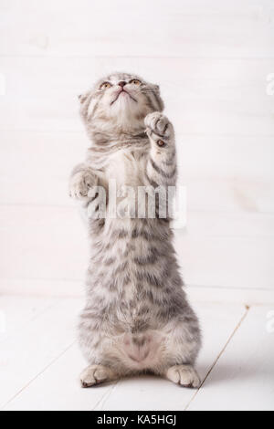 A playful Scottish kitten stands on his hind legs and looks up. Stock Photo