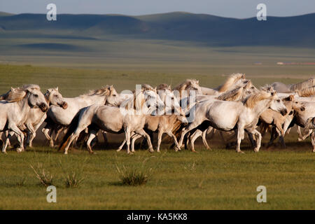 Mongolian white wild horses running on the endless grasslands Stock ...