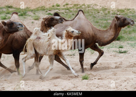 Double hump camels (Bactrian Camels) and the baby camel running Stock Photo
