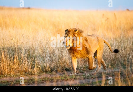 Prowling adult male Mara Lion (Panthera leo) breaks into a run to confront a rival in savannah long grass, Masai Mara, Kenya Stock Photo