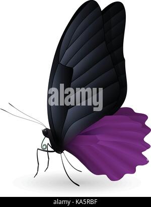 Beautiful butterfly isolated on a white background Stock Vector