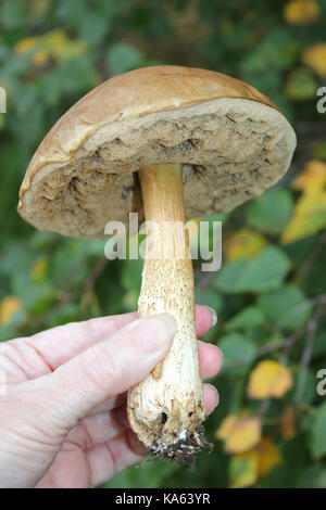 Fungi Foraging for Edible Mushrooms - Brown Birch Bolete Leccinum scabrum Stock Photo