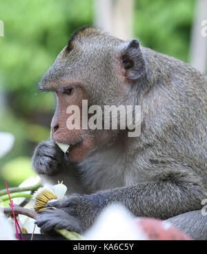 The monkey (Macaca) in the Temple eats the Lotus flower, Phnom Penh, Cambodia Stock Photo