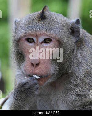 The monkey (Macaca) in the Temple eats the Lotus flower, Phnom Penh, Cambodia Stock Photo