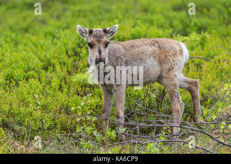 Reindeer calf, Rangifer tarandus, Gällivare, Swedish Lapland, Sweden Stock Photo