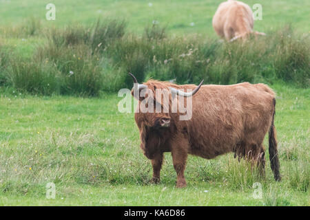 Highland cattle standing and turning the head away from the camera, Islay, Scotland Stock Photo