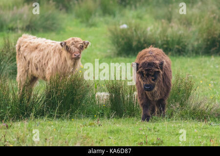Two Highland cattle calves, one standing and looking in to the camera, the other is walking towards the camera, Islay, Scotland Stock Photo