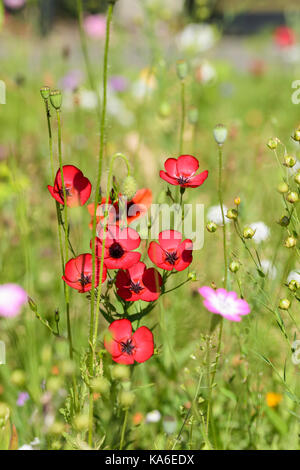 Scarlet Flax Linum grandiflorum rubrum growing in a wild flower seed mix bed Stock Photo