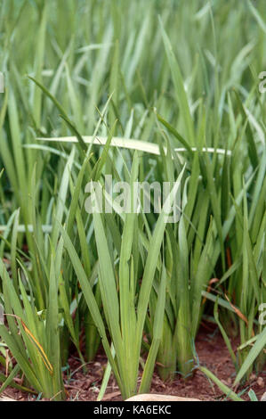 Vekhand plant, India, Asia Stock Photo - Alamy