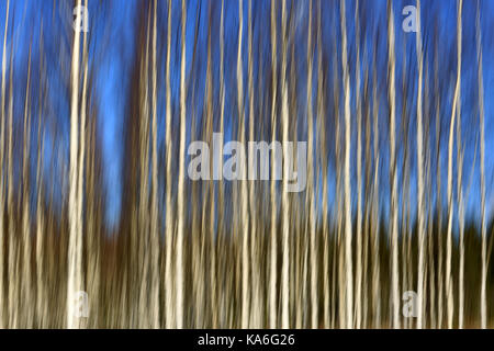 Artistic landscape with birch tree trunks and blue sky, effect achieved with in-camera motion blur. Stock Photo