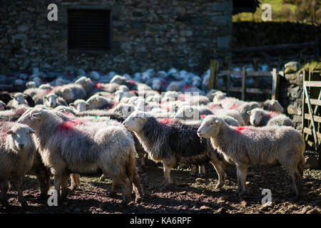 Herdwick sheep at Stenkin Farm on the side of Thirlmere in Cumbria Stock Photo