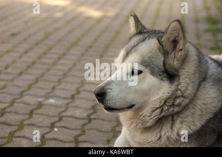 Alaskan Malamute dog. Stock Photo