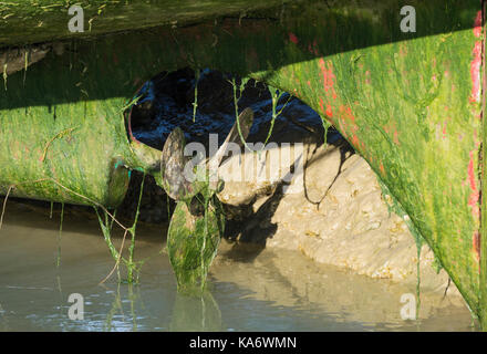 Hull of a boat out of water showing the propeller and rudder covered in green algae. Stock Photo