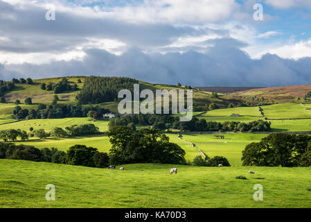 Vivid green fields near Grinton in Swaledale, Yorkshire Dales, England. Stock Photo