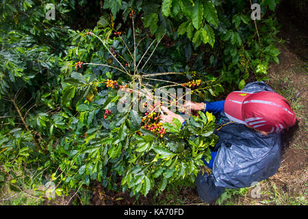 Woman Coffee picker or cafetero at Hacienda Venecia Coffee Farm, Manizales, Colombia Stock Photo