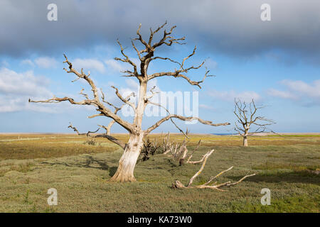 Dead Trees on the Saltmarshes at Porlock Weir in Somerset, England, UK. Stock Photo