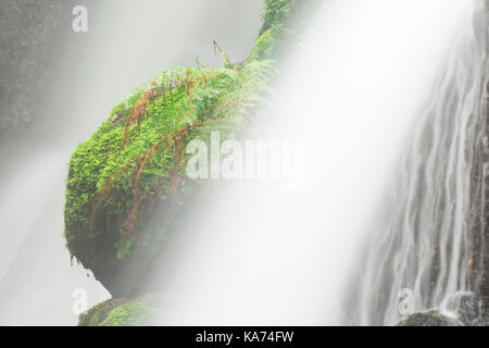 Venford Falls, double cascade waterfall amongst gorge of luxuriant ferns and mosses in Dartmoor National Park, Devon, UK in September Stock Photo