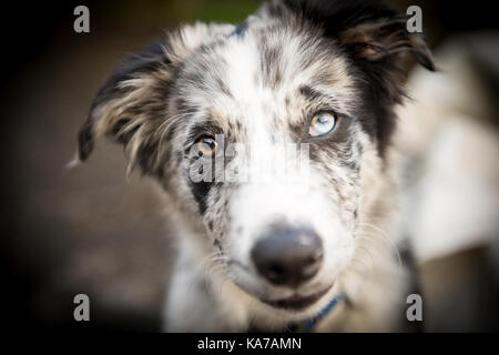 The new puppy Stock Photo