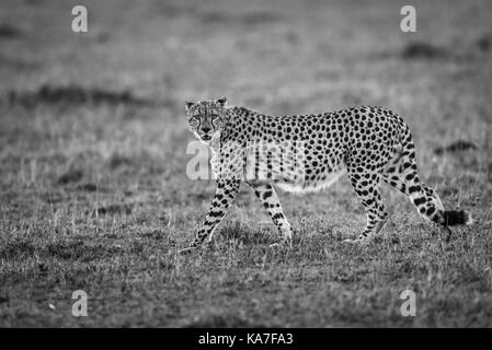 Backlit adult cheetah (Acinonyx jubatus) serenely walking in early morning light across the savannah of Masai Mara, Kenya Stock Photo