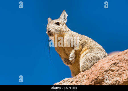 Southern Viscacha (Lagidium viscacia) sits on rock, Altiplano, Andes, Bolivia Stock Photo