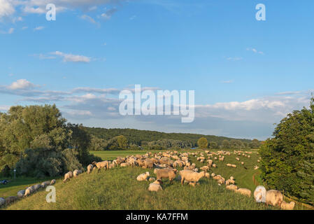 Grassing Black-headed Sheep (Ovis orientalis), on Elbe dike, Tespe, Lower Saxony, Germany Stock Photo