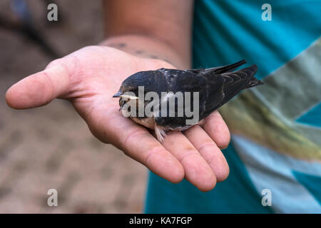Young Common house martin (Delichon urbicum) is sitting on the hand, Germany Stock Photo