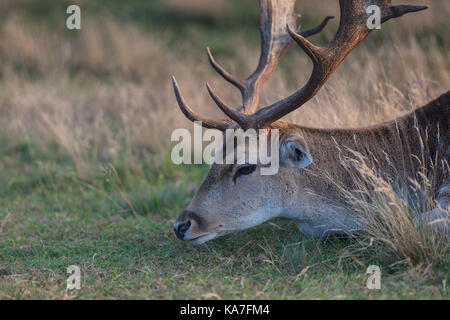 Eurasian deer with branched palmate antlers. Poland, Europe. Stock Photo
