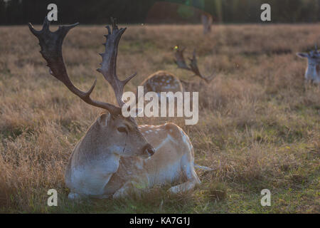 Eurasian deer with branched palmate antlers. Poland, Europe. Stock Photo