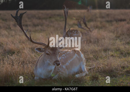 Eurasian deer with branched palmate antlers. Poland, Europe. Stock Photo