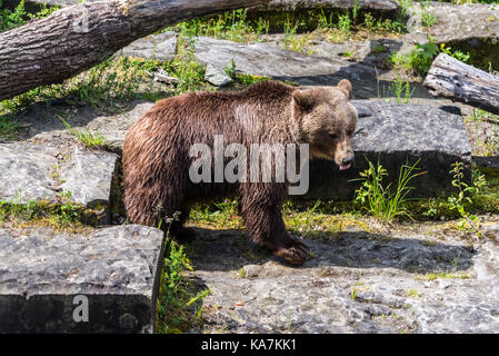 Bear in the bear pit in Bern in a beautiful summer day, Switzerland Stock Photo