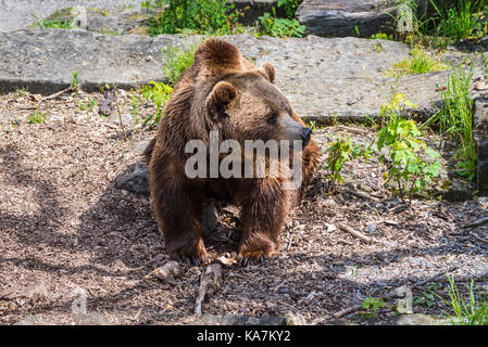 Bear in the bear pit in Bern in a beautiful summer day, Switzerland Stock Photo