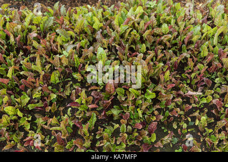 Healthy beetroot plants growing in home garden Stock Photo