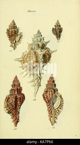 Conus Cinctus Shell Identification A detailed work illustrating the shells of mollusks, specifically the ...