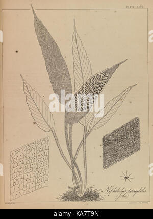 The ferns of British India (PLATE CLXII) (8531447314) Stock Photo