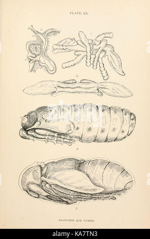 The anatomy, physiology, morphology and development of the blow fly (Calliphora erythrocephala) (PLATE XX) (9125573709) Stock Photo