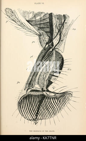 The anatomy, physiology, morphology and development of the blow fly (Calliphora erythrocephala) (PLATE VI) (9127761994) Stock Photo