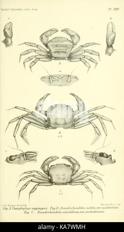 Report on the zoological collections made in the Indo Pacific Ocean during the voyage of H.M.S. 'Alert' 1881 2 (Pl. XXIV) (5988058566) Stock Photo
