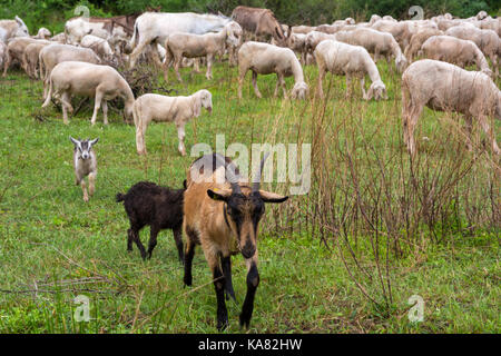 Flock of sheep grazing in a hill in spring Stock Photo