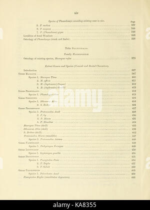 Researches on the fossil remains of the extinct mammals of Australia BHL43607553 Stock Photo