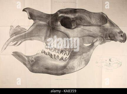 Researches on the fossil remains of the extinct mammals of Australia BHL43607550 Stock Photo